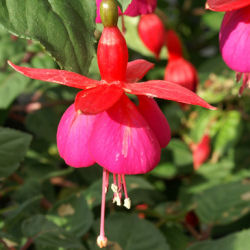 Fucsia 'Champion'